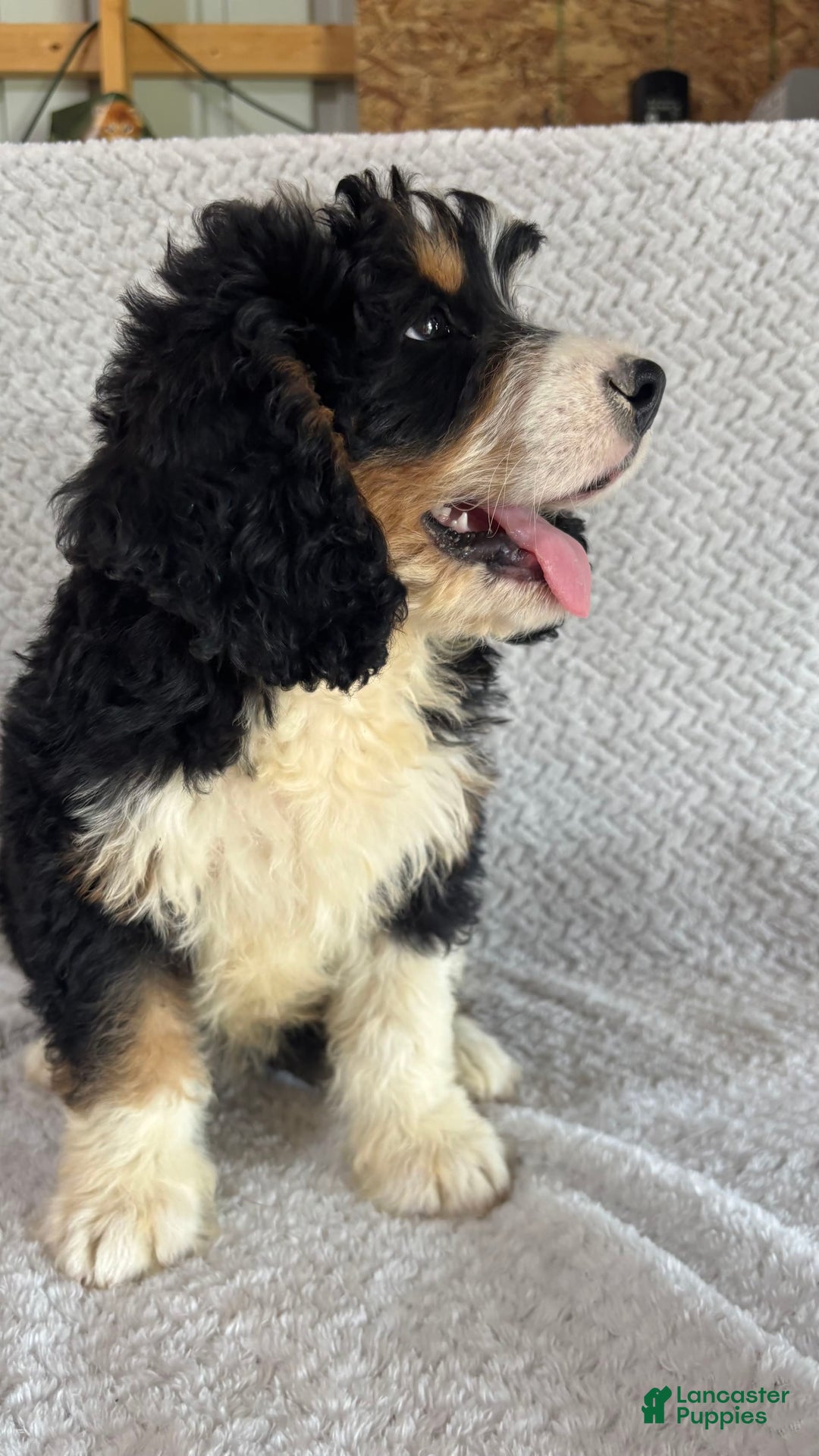Mini Bernedoodle dogs for sale: Milo - Image 4