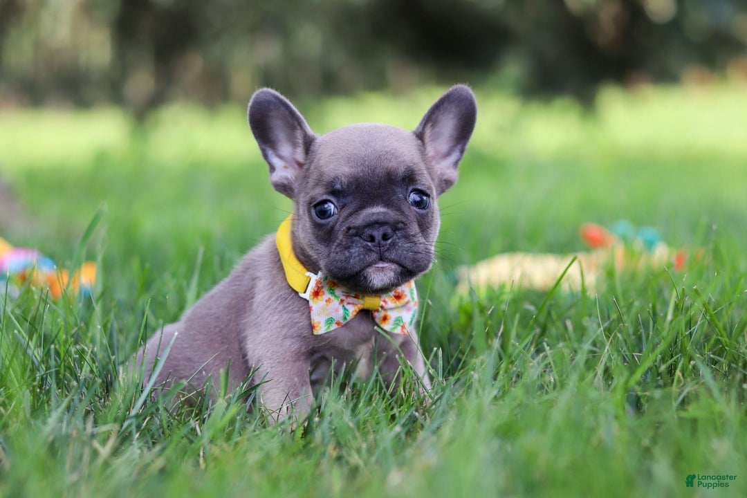 French Bulldog dogs for sale: French Bulldog 3 puppies - Image 2