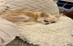 Chihuahua dogs for sale: Cacao - Image 4