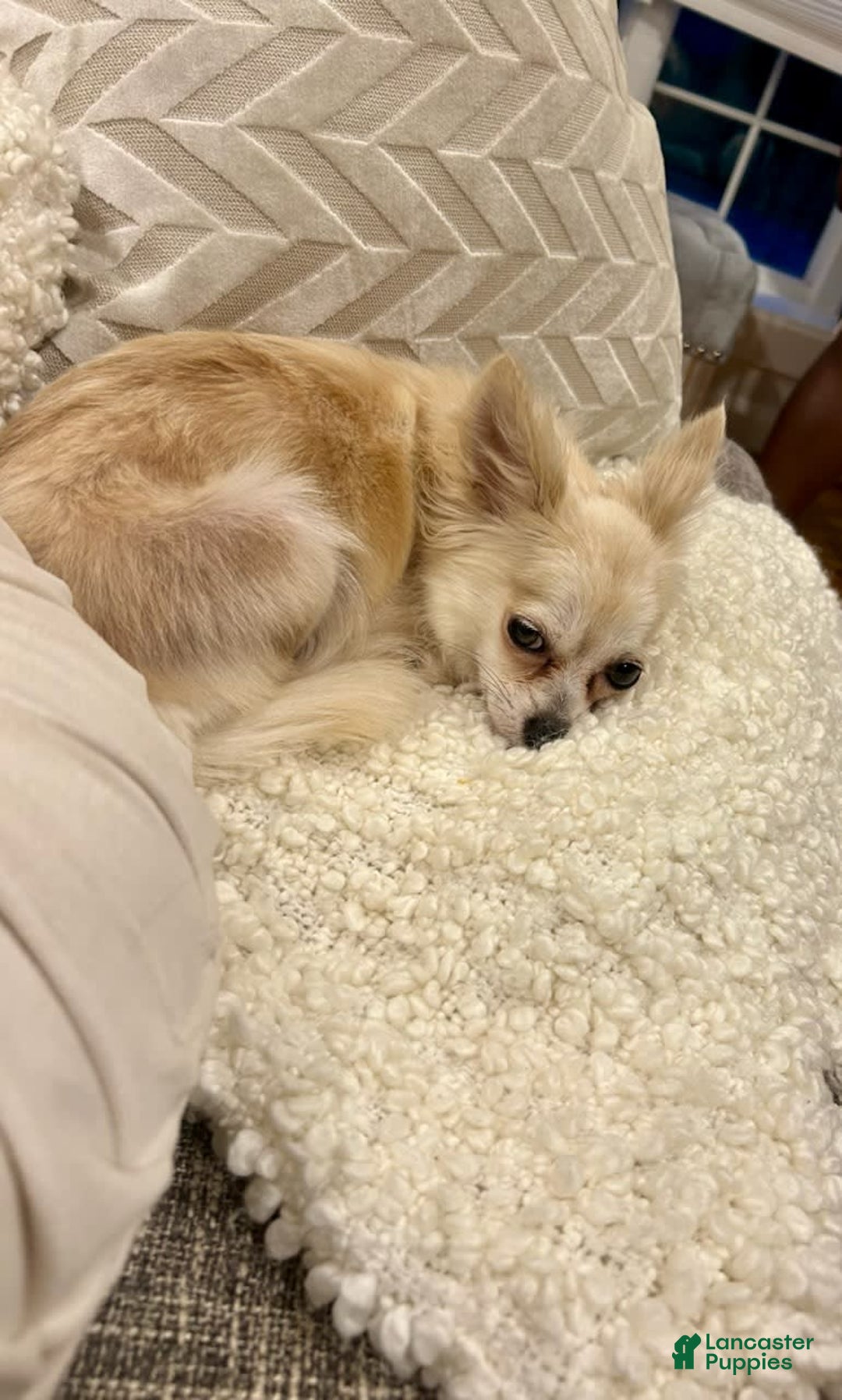 Chihuahua dogs for sale: Cacao - Image 4