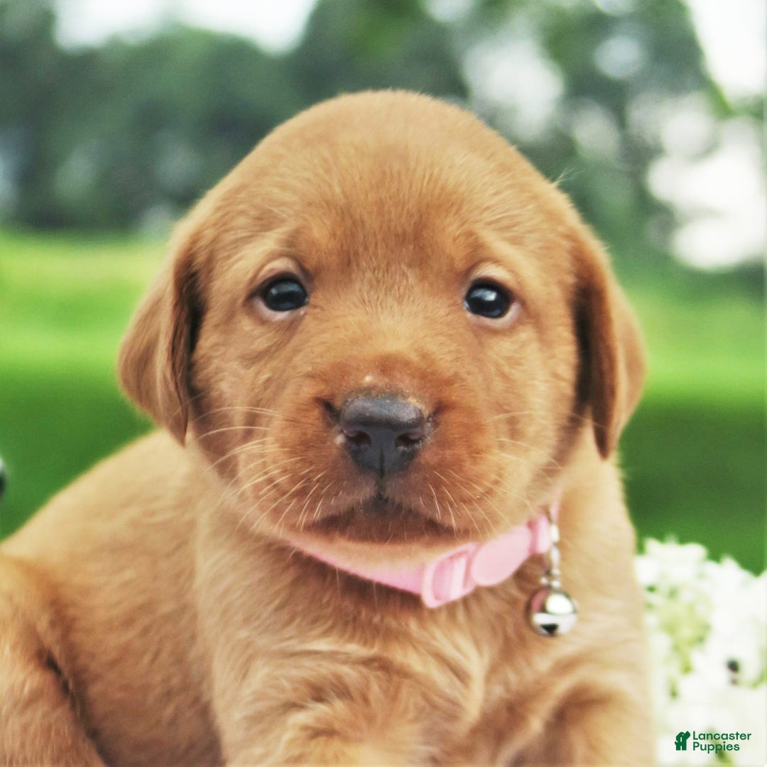 Labrador Retriever dogs for sale: Princess In Red - Image 2