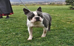 Boston Terrier dogs for sale: Laura - Image 12