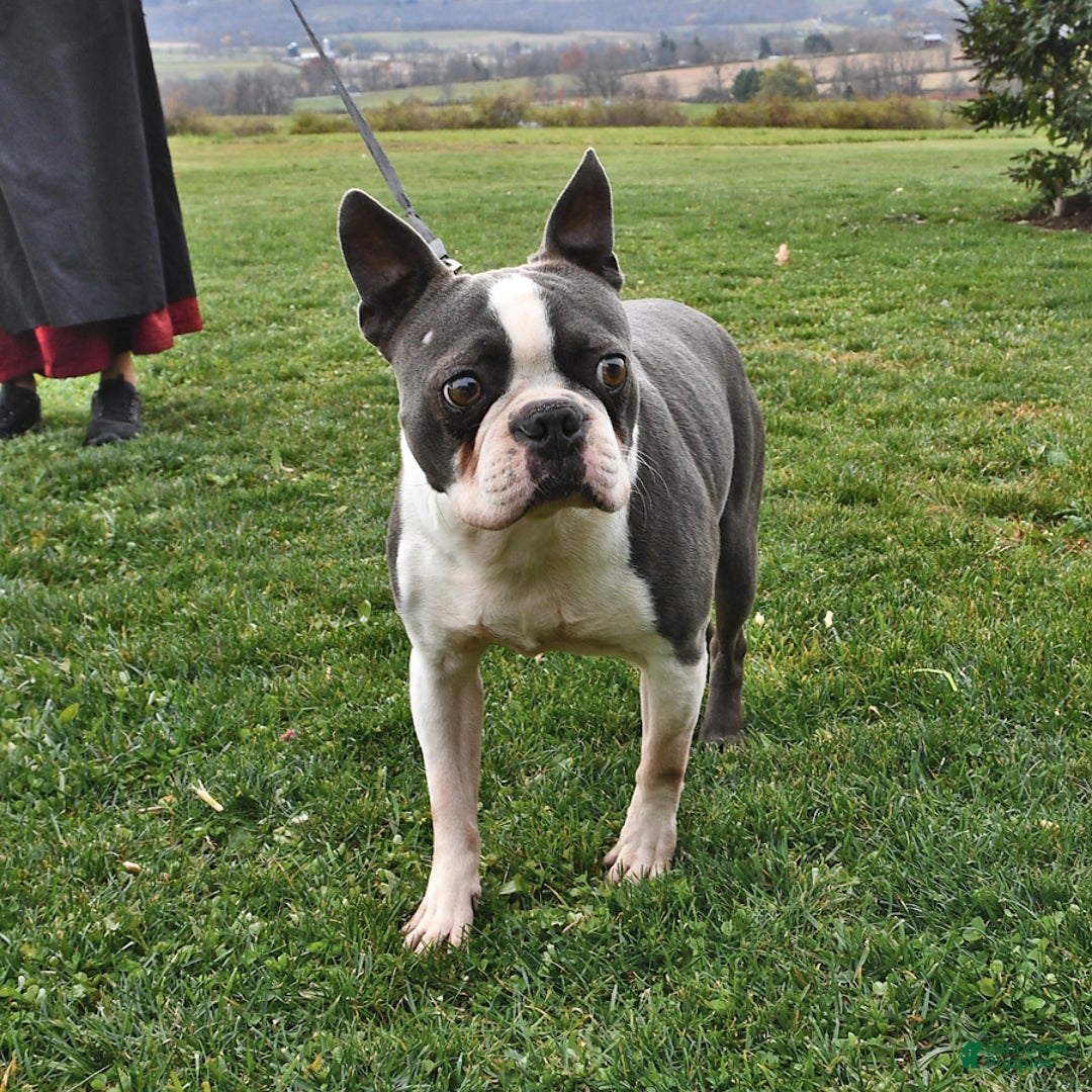 Boston Terrier dogs for sale: Laura - Image 12