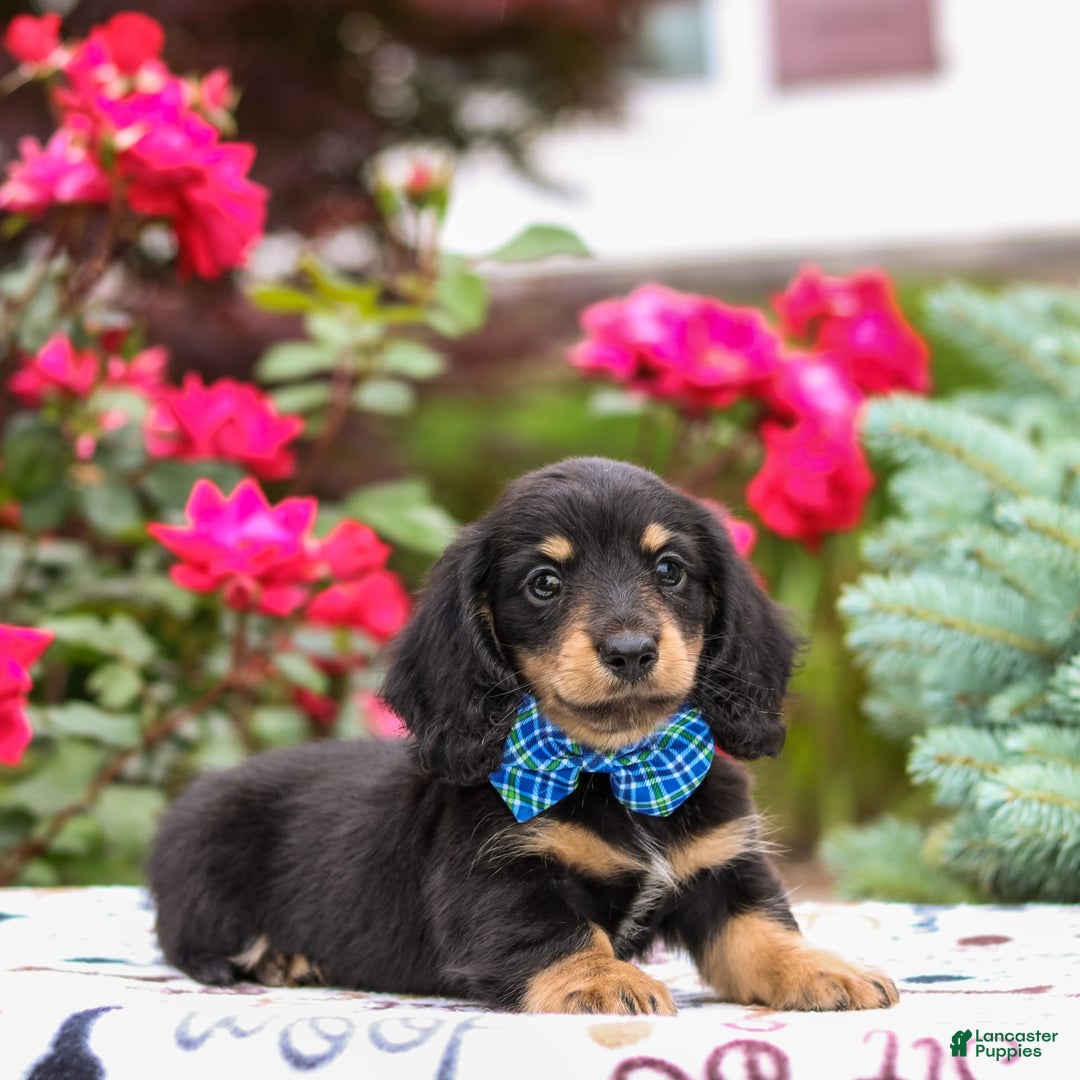 Miniature Dachshund dogs for sale: Quixie - Image 2