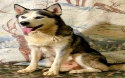Pomsky dogs for sale: Sweet Rain - Image 24