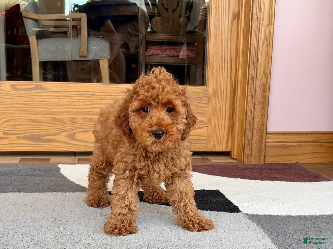 Cockapoo dogs for sale: Curtis - Image 11