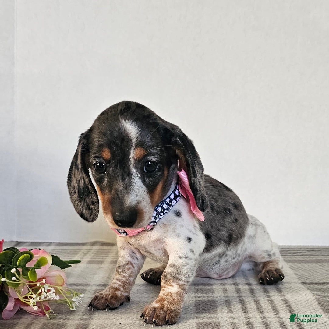 Dachshund dogs for sale: Miss Bailey - Image 32