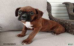 Boxer dogs for sale: Billy - Image 1