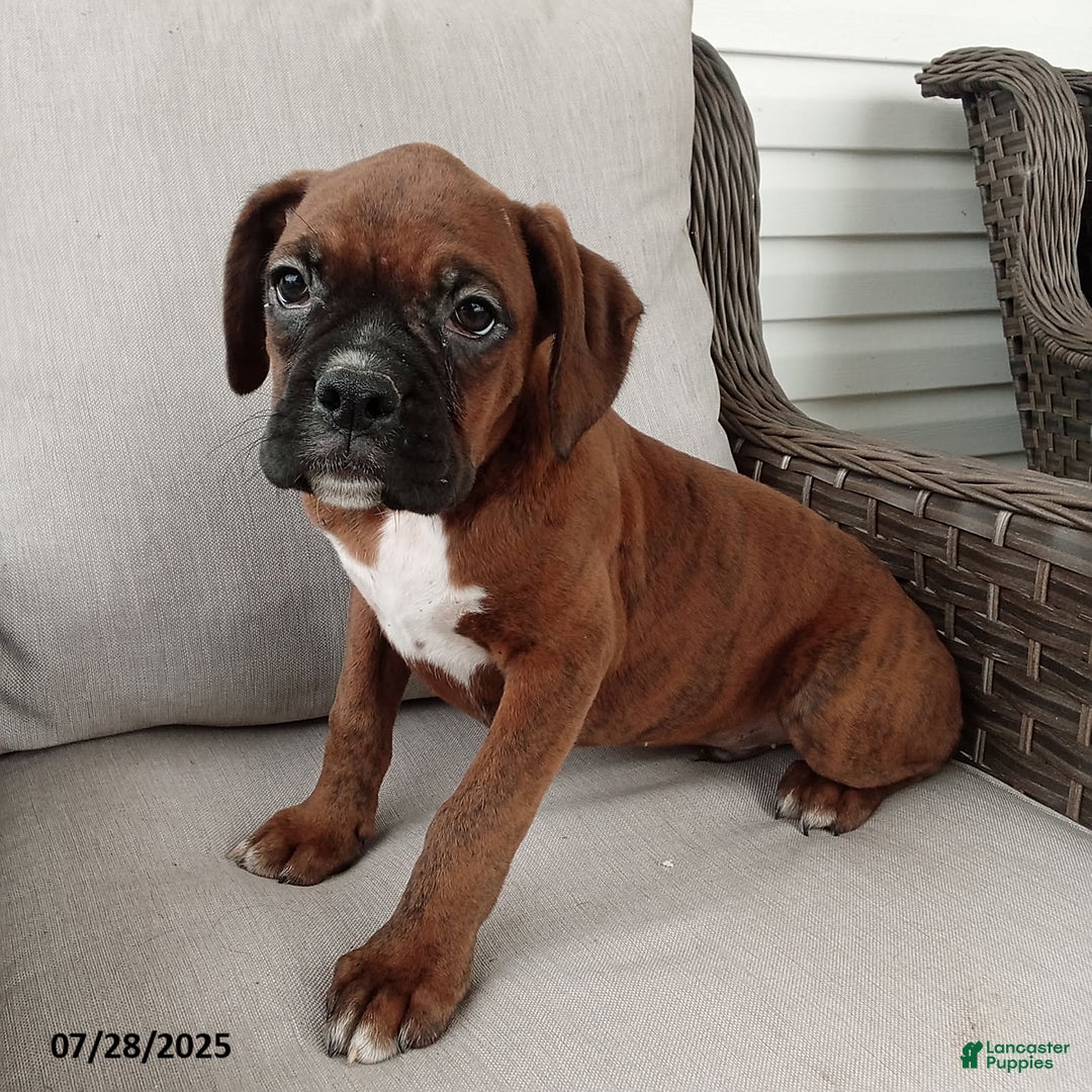 Boxer dogs for sale: Billy - Image 1