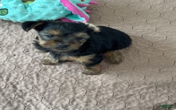 Yorkshire Terrier dogs for sale: Hercules - Image 1