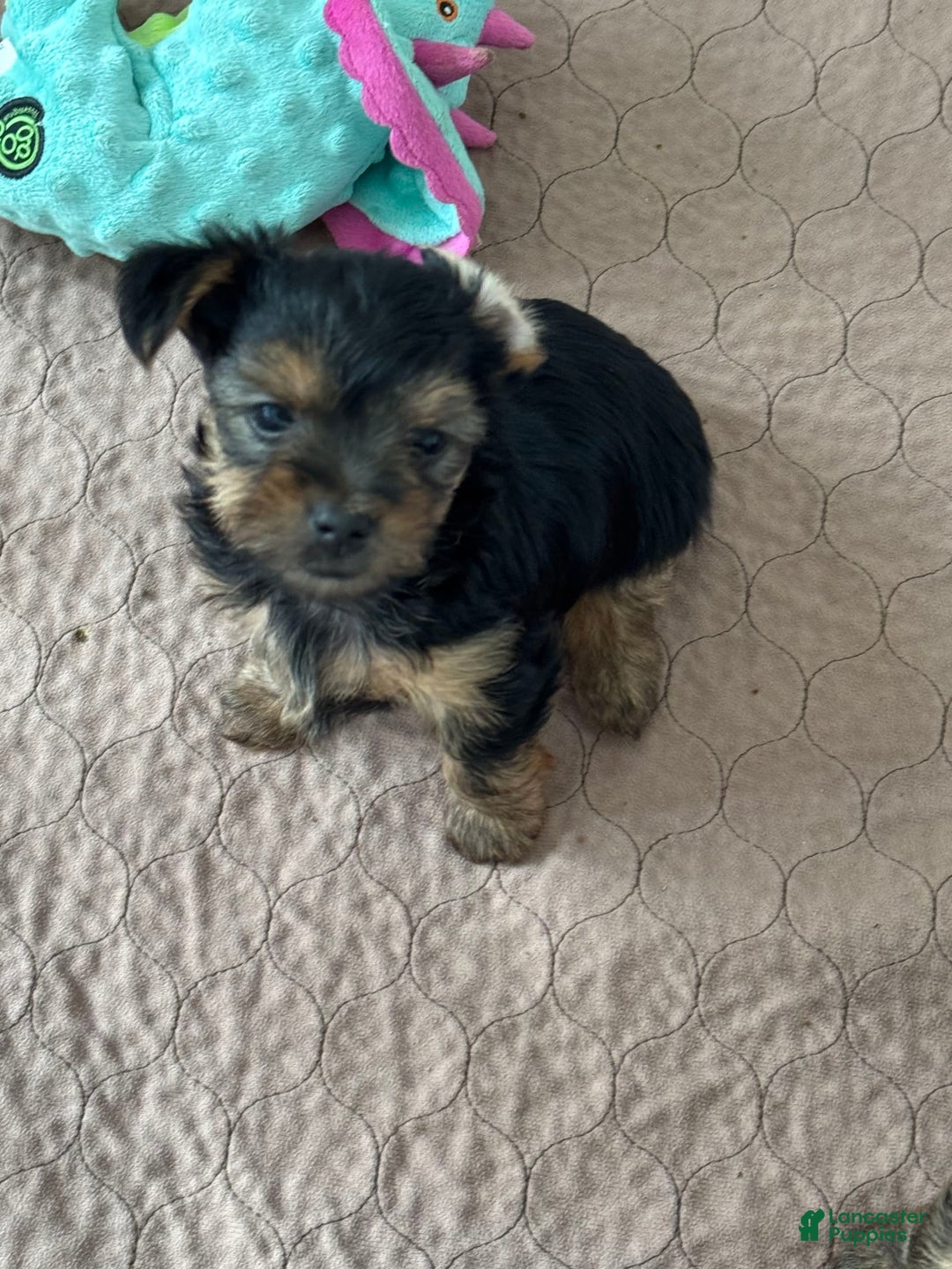 Yorkshire Terrier dogs for sale: Hercules - Image 1