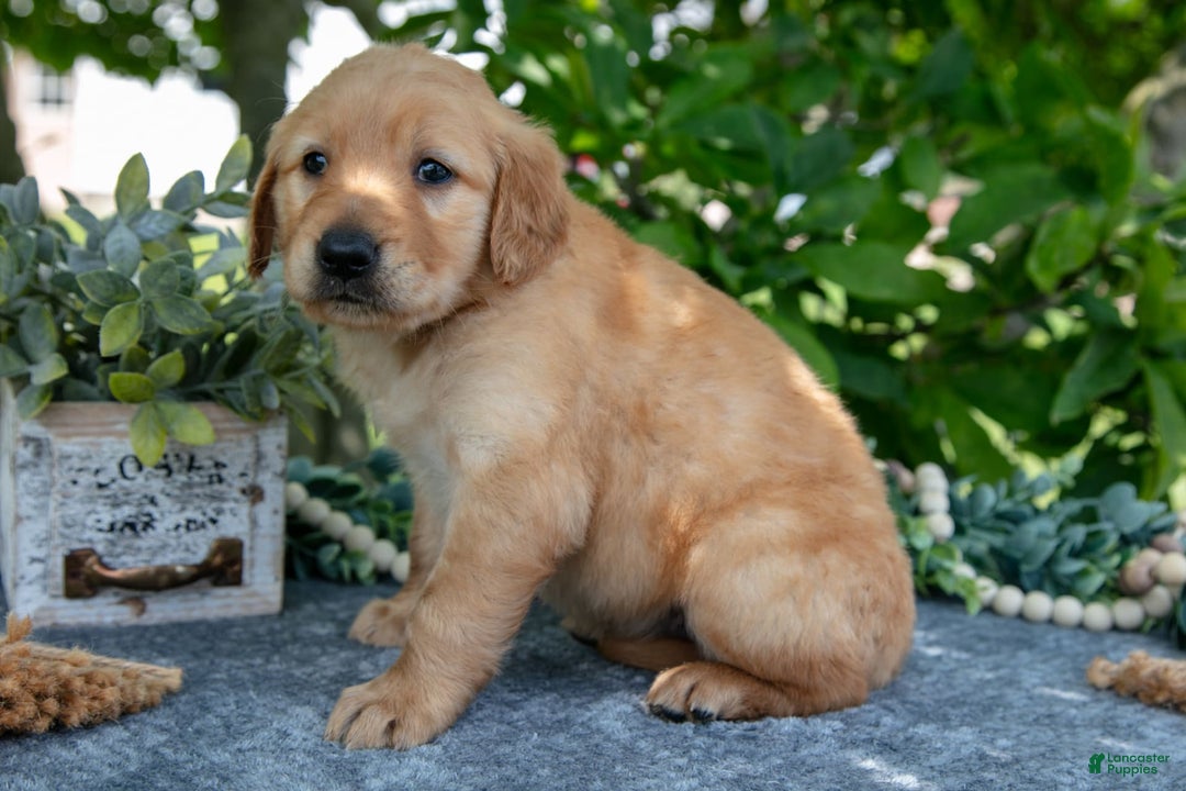 Golden Retriever dogs for sale: Lila - Image 1