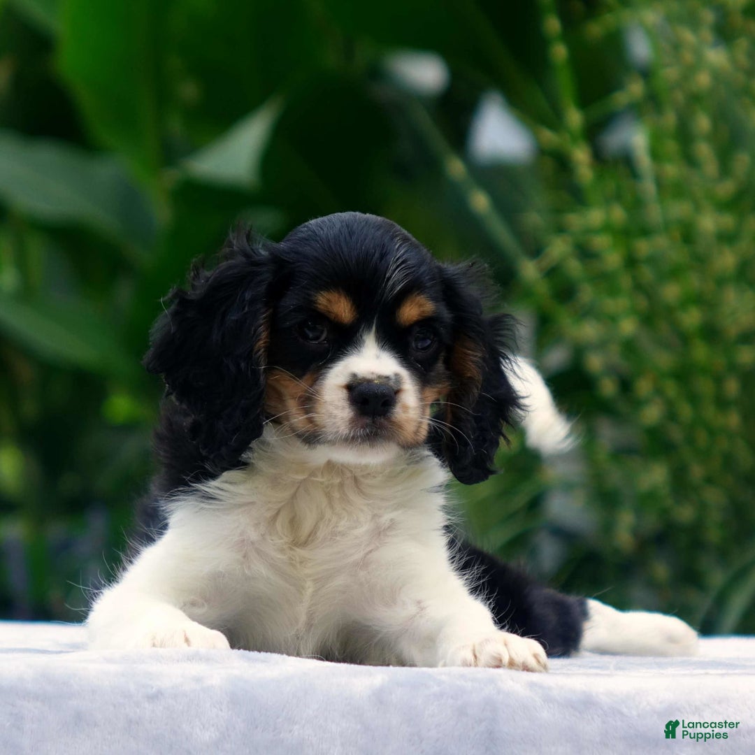 Cavachon dogs for sale: Anderson - Image 3