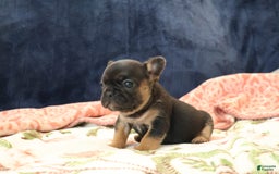 French Bulldog dogs for sale: Vega - Image 2