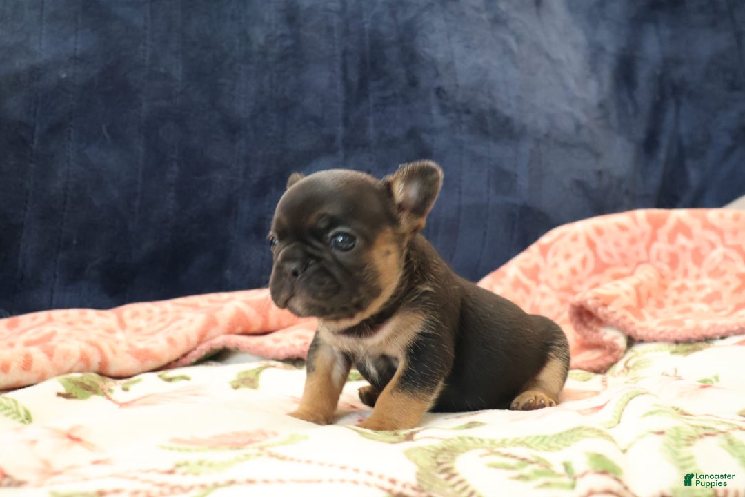 French Bulldog dogs for sale: Vega - Image 2