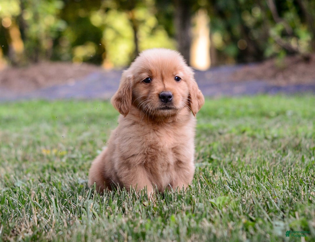 Golden Retriever dogs for sale: Penelope - Image 8