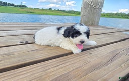 Shihpoo dogs for sale: Austin - Image 3