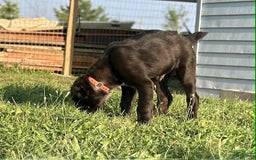 Central Asian Shepherd dogs for sale: archer - Image 3
