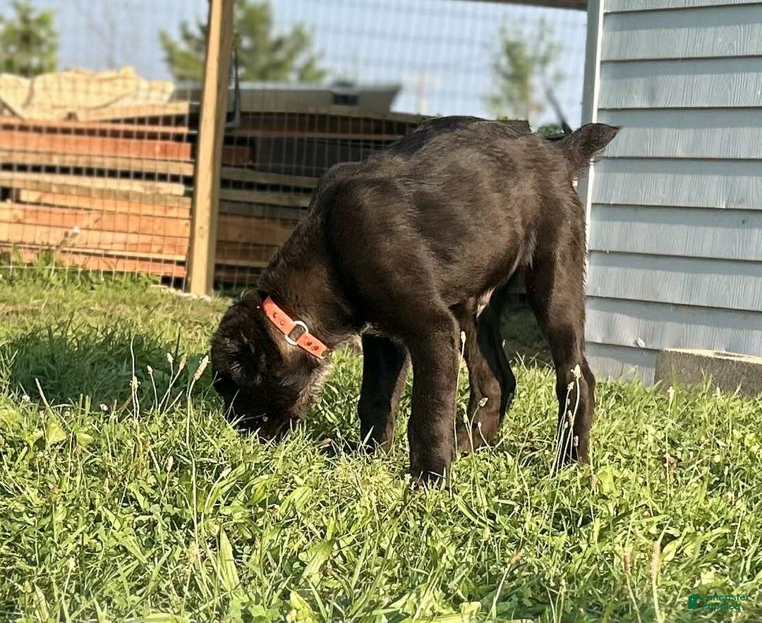 Central Asian Shepherd dogs for sale: archer - Image 3