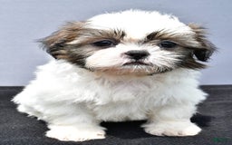 Shih Tzu dogs for sale: Beth - Image 8