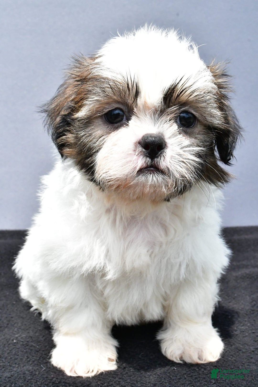 Shih Tzu dogs for sale: Beth - Image 8