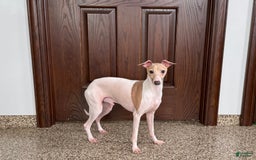 Italian Greyhound dogs for sale: Robbie - Image 1