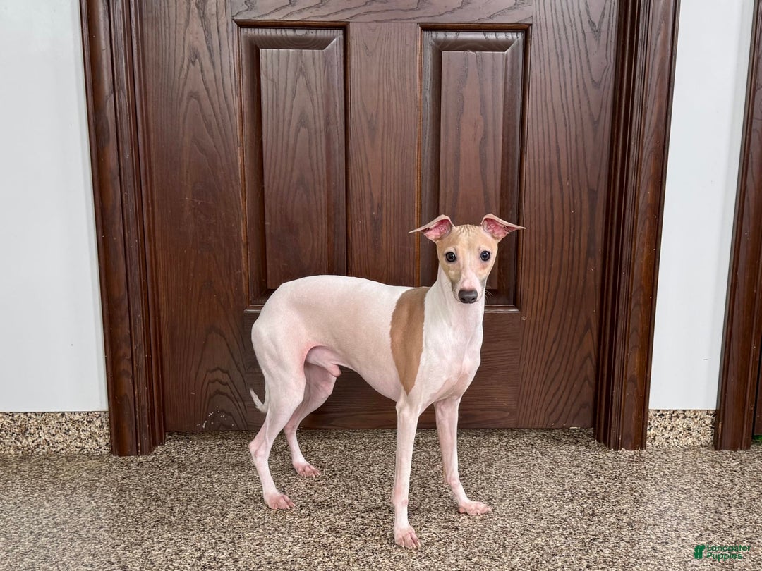Italian Greyhound dogs for sale: Robbie - Image 1
