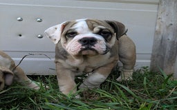 Olde English Bulldogge dogs for sale: Ginger - Image 5