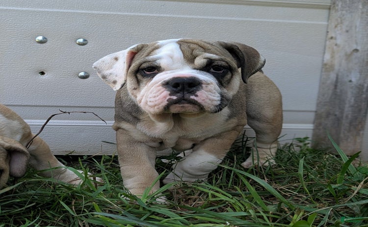 Olde English Bulldogge dogs for sale - Ad 2
