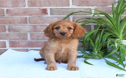 Cavapoo dogs for sale: Kosmo - Image 3