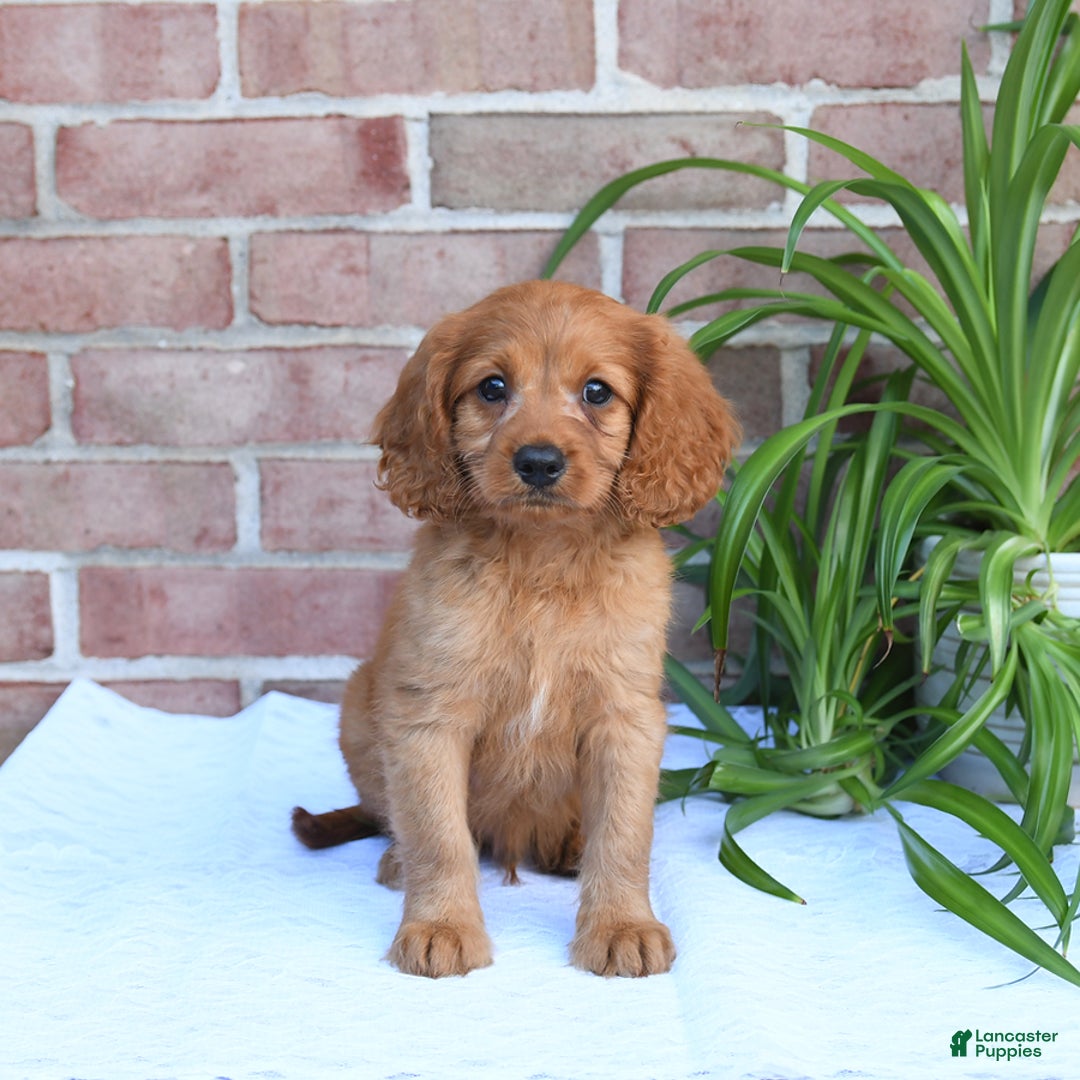 Cavapoo dogs for sale: Kosmo - Image 3