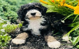 Bernedoodle dogs for sale: Camper - Image 9