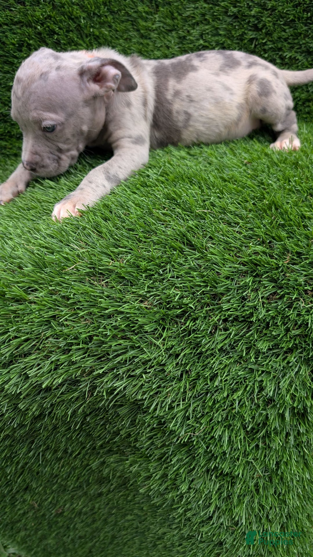 American Bully dogs for sale: Orange Girly - Image 4