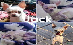 Chihuahua dogs for sale: Fiona Lavender Short Coat - Image 9