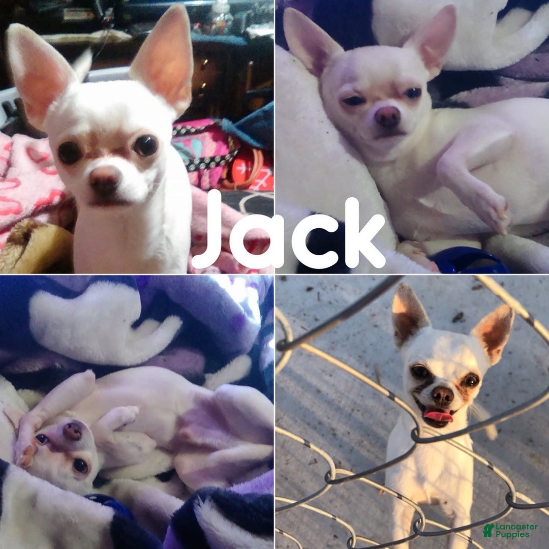 Chihuahua dogs for sale: Fiona Lavender Short Coat - Image 9