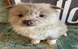 Pomeranian dogs for sale: Alex - Image 14