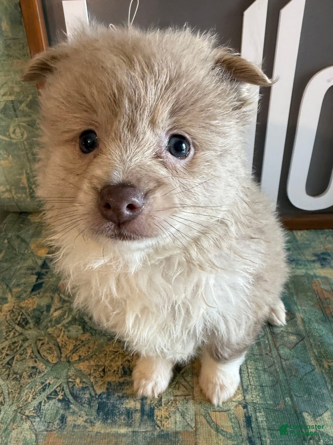 Pomeranian dogs for sale: Alex - Image 14