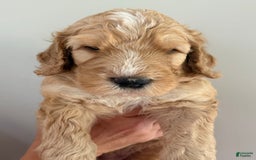 Bernedoodle dogs for sale: Black Collar - Image 4