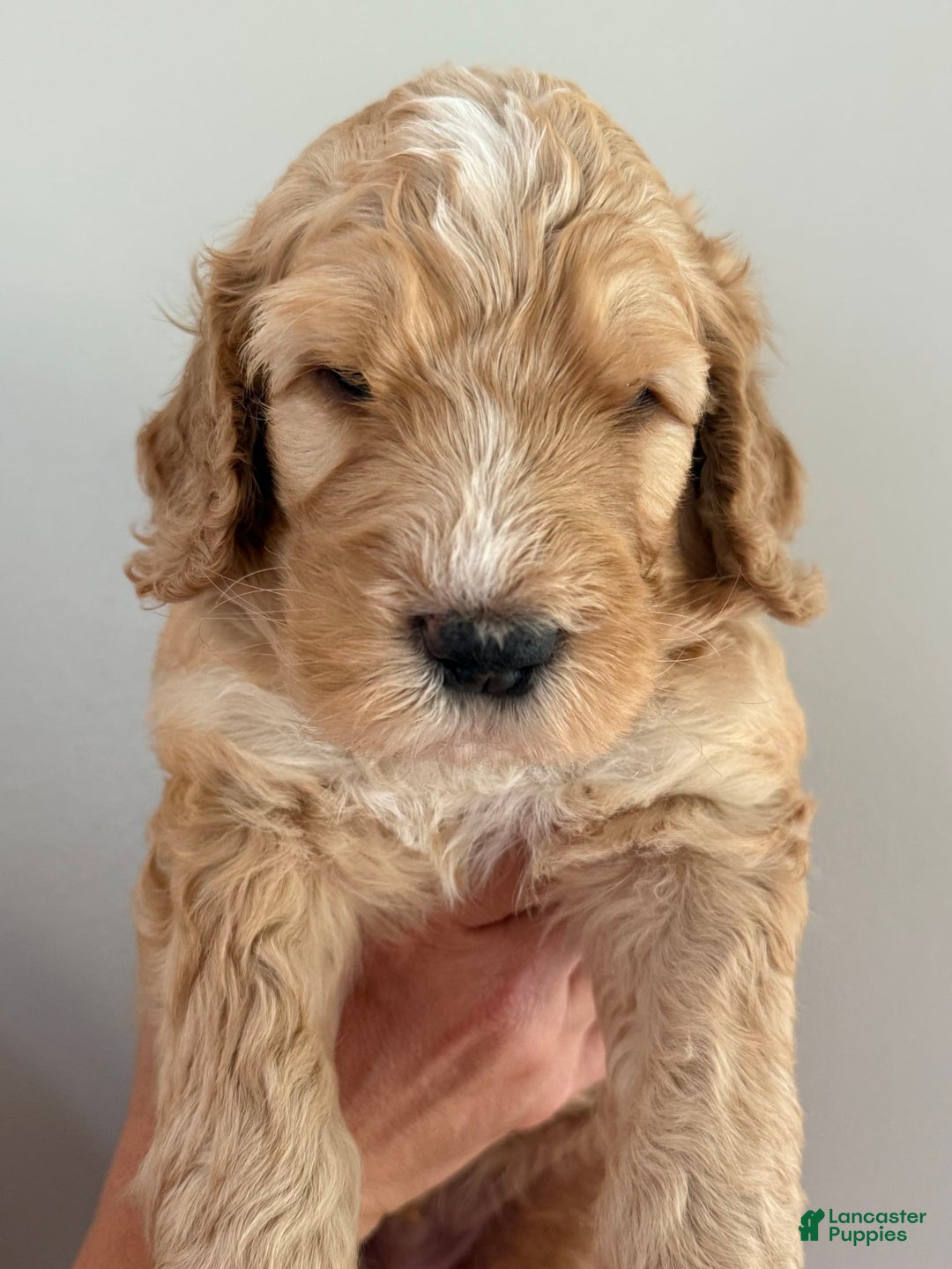 Bernedoodle dogs for sale: Black Collar - Image 4