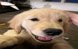 Golden Retriever dogs for sale: Chipi - Image 7