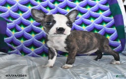 Boston Terrier dogs for sale: Billy - Image 1