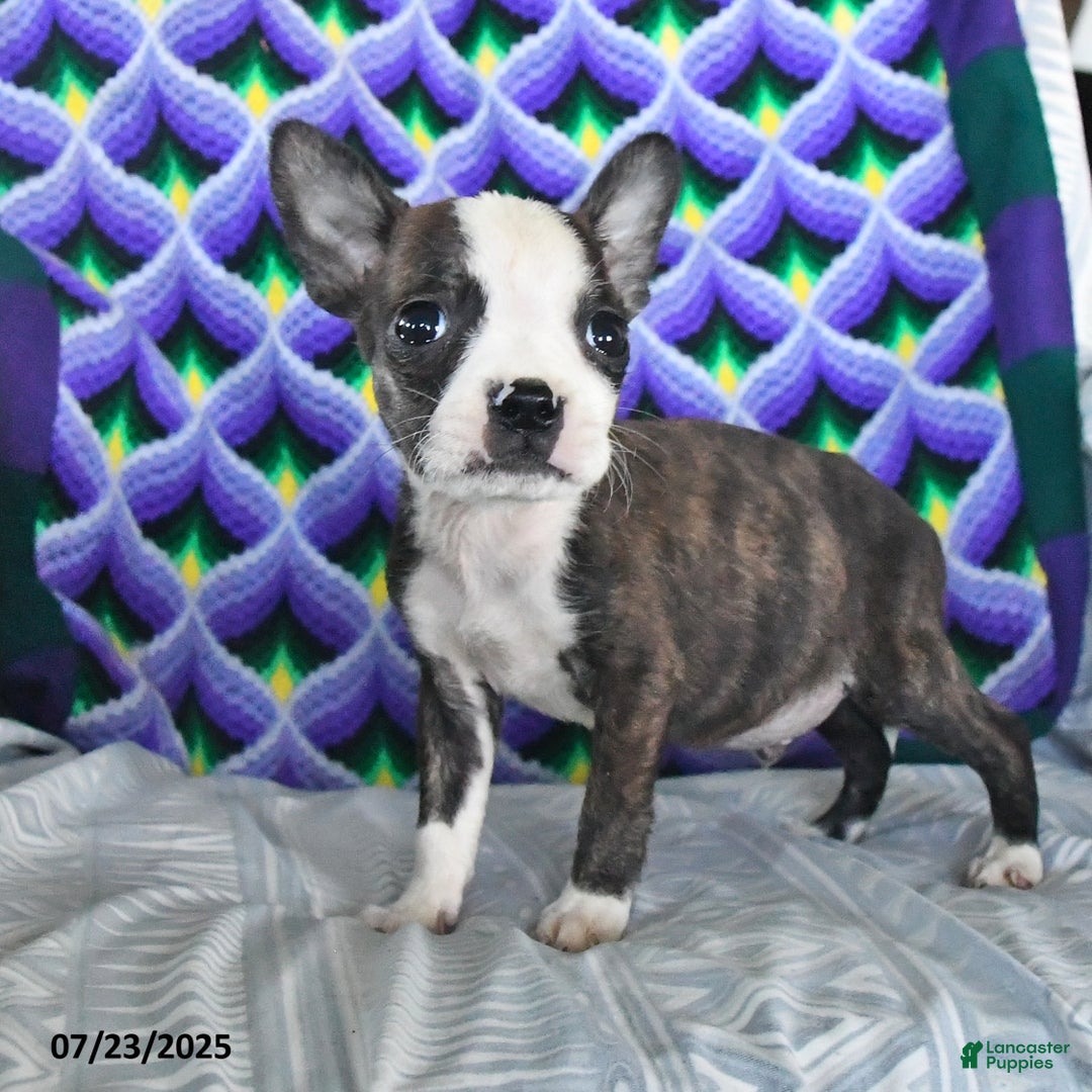 Boston Terrier dogs for sale: Billy - Image 1