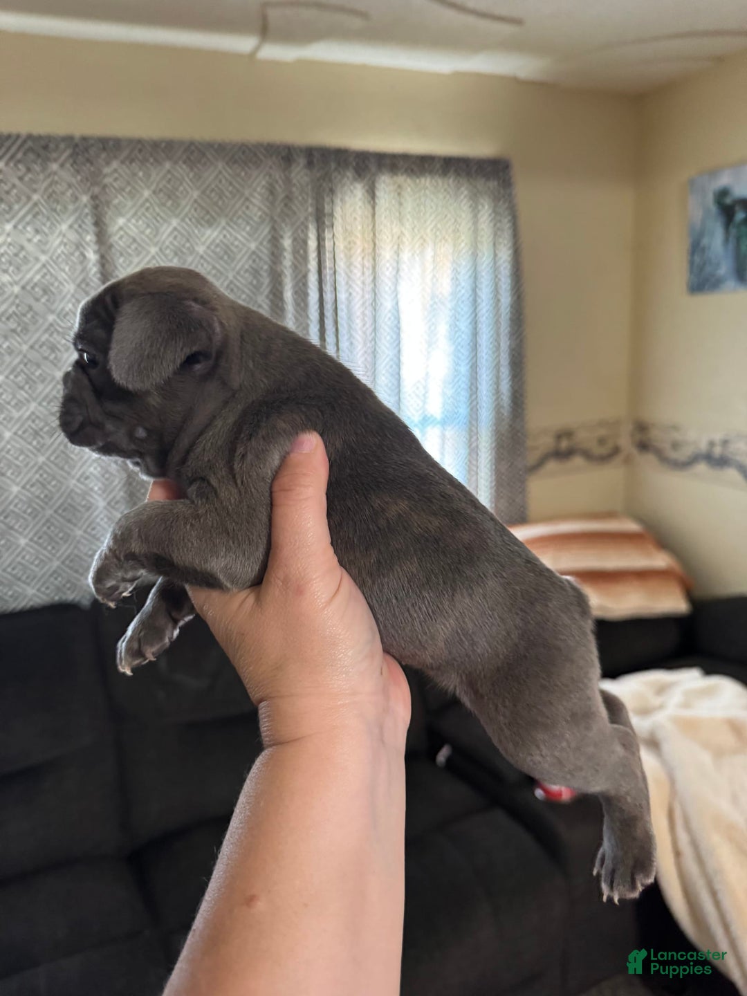 French Bulldog dogs for sale: Blue Bell - Image 2