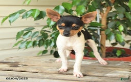 Rat Terrier dogs for sale: Tyler - Image 2