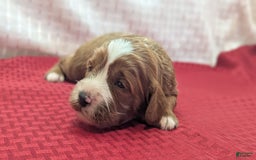 Cavapoo dogs for sale: Steve - Image 1