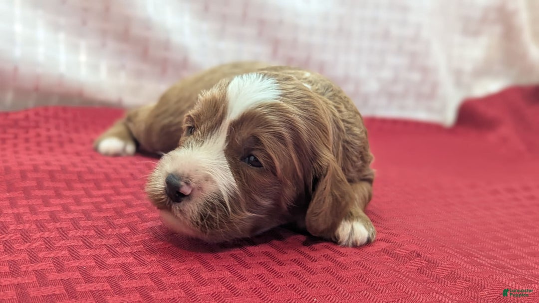 Cavapoo dogs for sale: Steve - Image 1