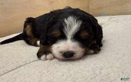 Bernedoodle dogs for sale: Prudence - Image 8