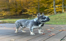French Bulldog dogs for sale: Olive - Image 12