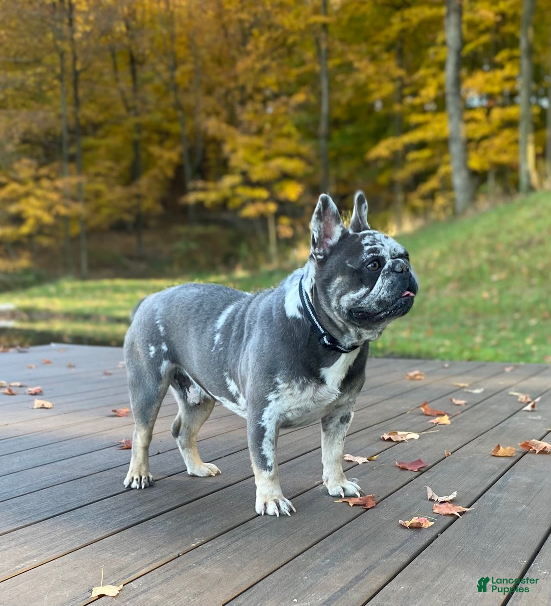 French Bulldog dogs for sale: Olive - Image 12