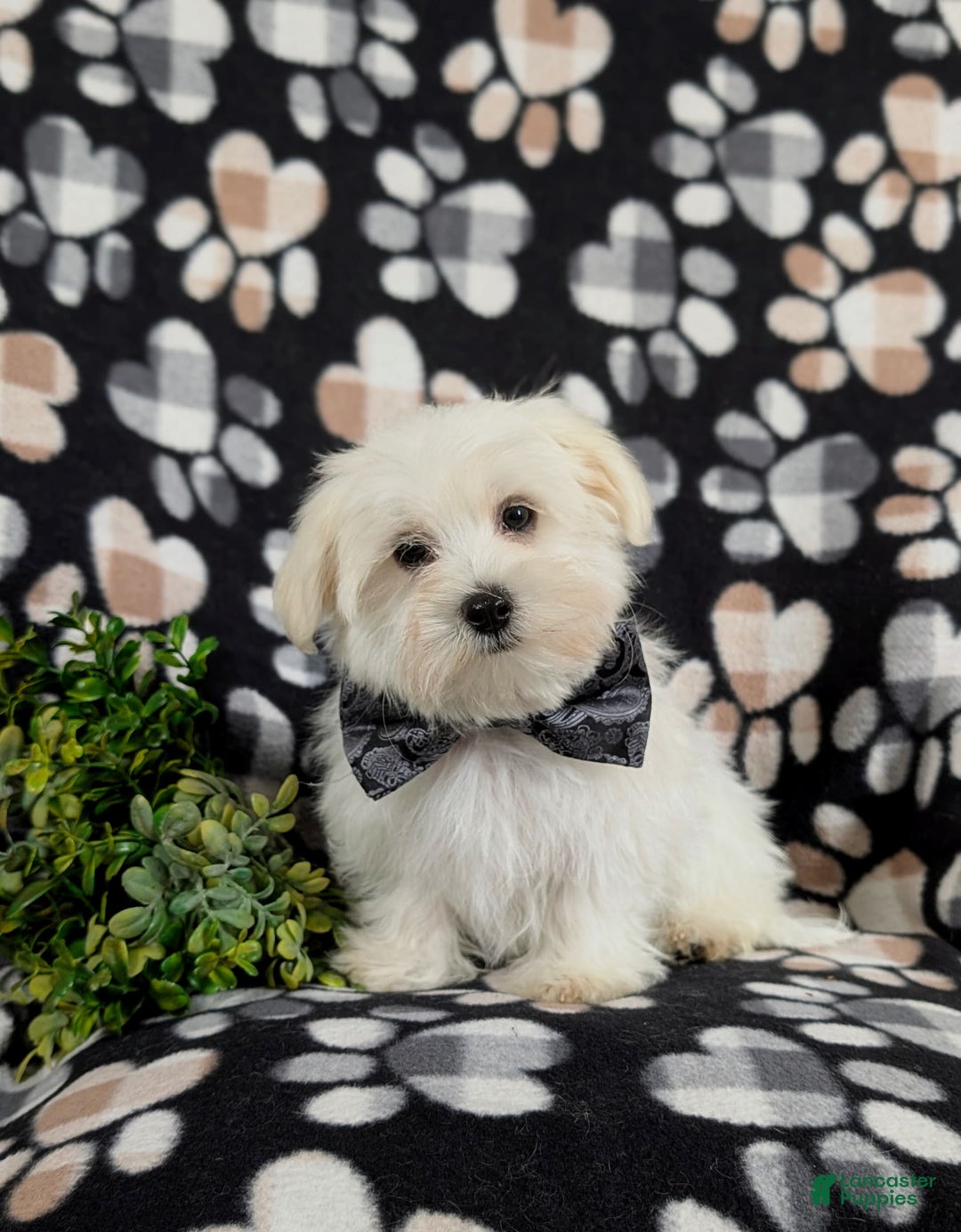 Maltese dogs for sale: Donegan Akc - Image 2